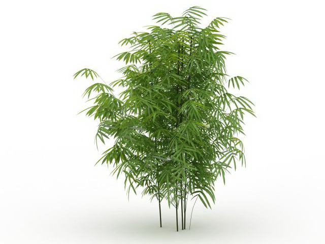 Clumping bamboo plants 3d rendering
