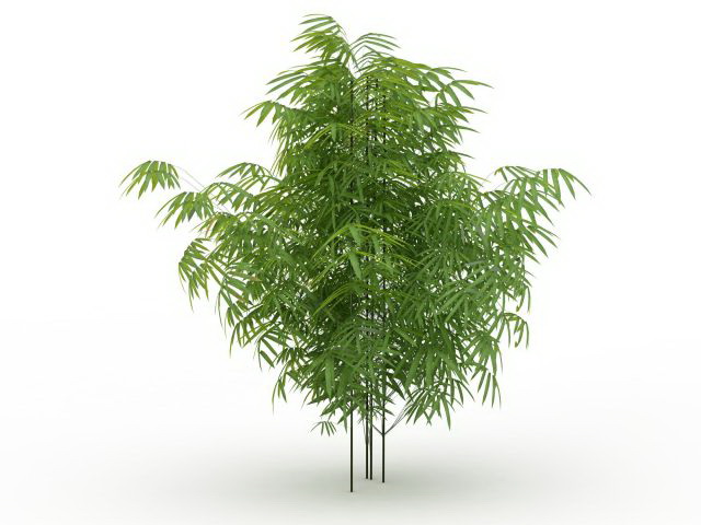 Clumping bamboo plants 3d rendering