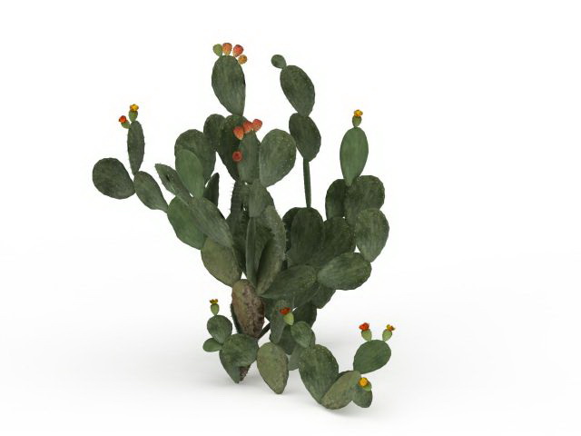 Cactus fruit 3d rendering