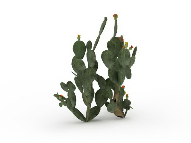 Cactus fruit 3d rendering