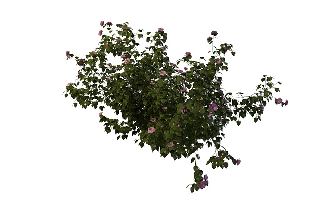 Hibiscus plant 3d rendering