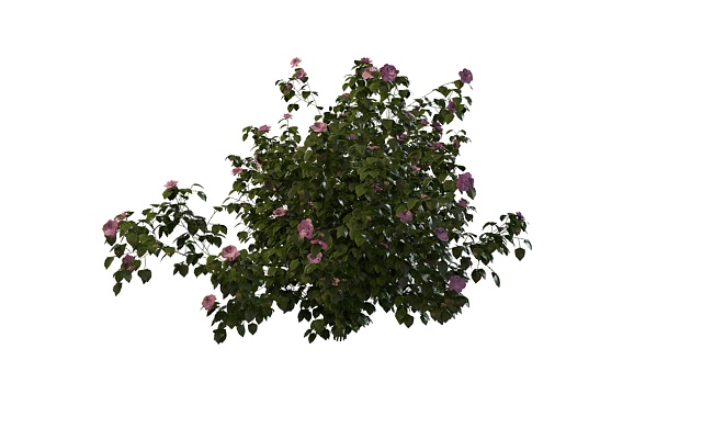 Hibiscus plant 3d rendering