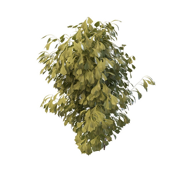 Ginkgo tree 3d rendering