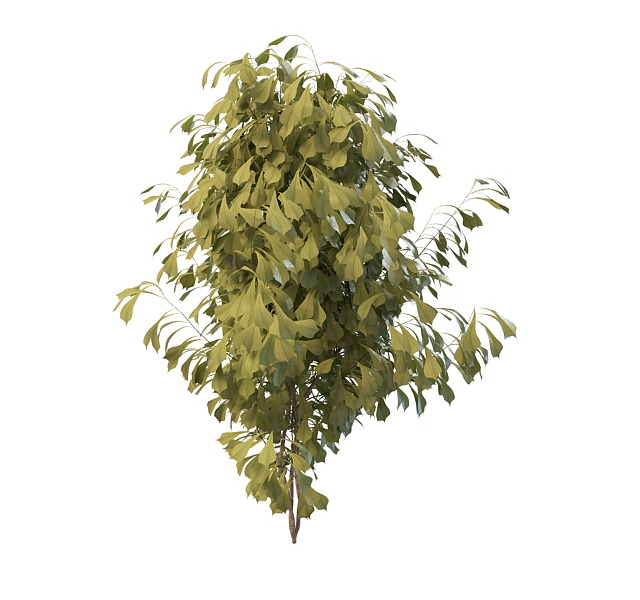 Ginkgo tree 3d rendering