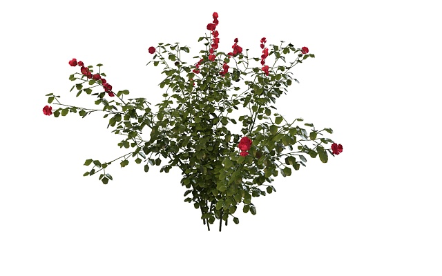 Rosa rugosa plant 3d rendering