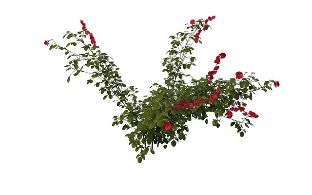 Rosa rugosa plant 3d rendering