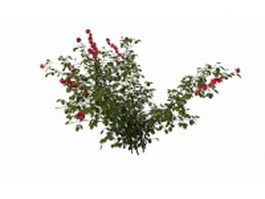 Rosa rugosa plant 3d model preview