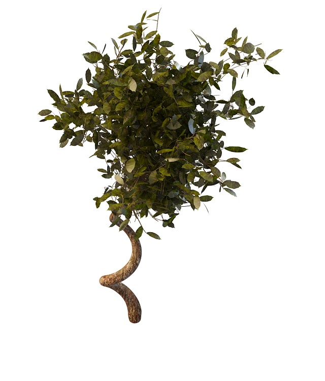 Large vine with leaves 3d rendering