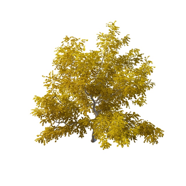 Beautiful yellow tree 3d rendering