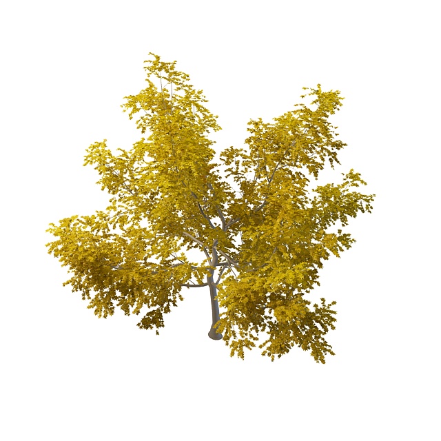 Beautiful yellow tree 3d rendering