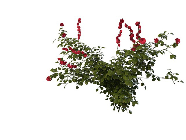 Rose plant 3d rendering
