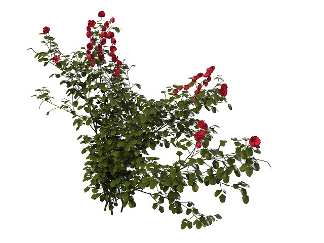 Rose plant 3d rendering