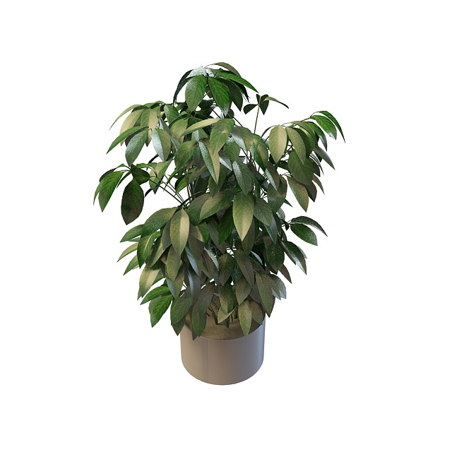 Evergreen pot plants 3d rendering