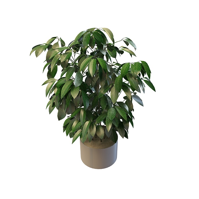 Evergreen pot plants 3d rendering