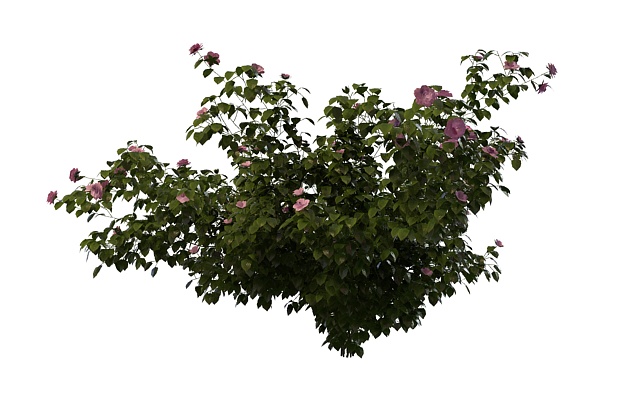 Pink rose bush 3d rendering