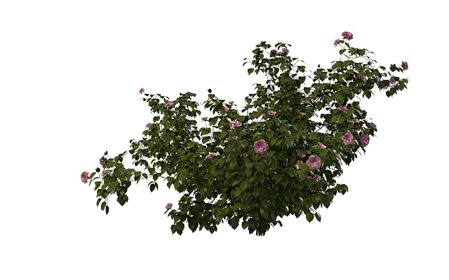 Pink rose bush 3d rendering