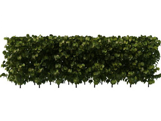 Evergreen privet hedge plant 3d rendering