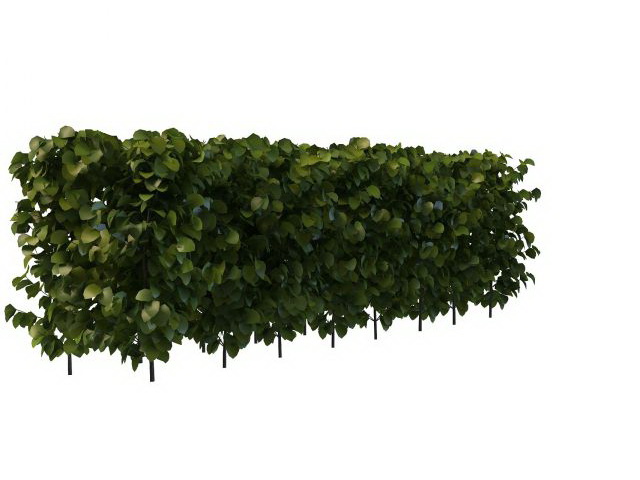 Evergreen privet hedge plant 3d rendering