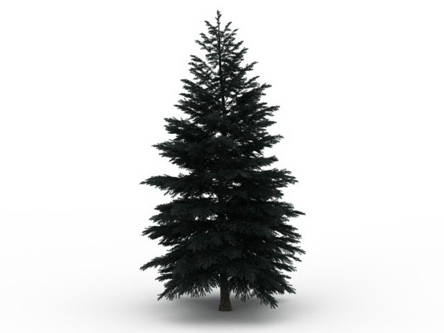 Conifer tree 3d rendering