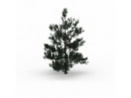 Fraser fir tree 3d model preview