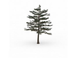 Silver fir tree 3d model preview