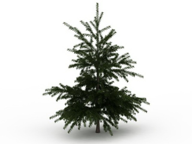 Conifer fir tree 3d rendering
