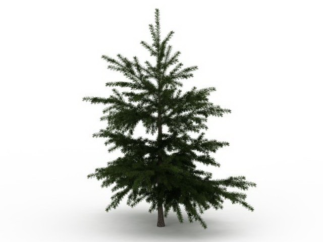 Conifer fir tree 3d rendering