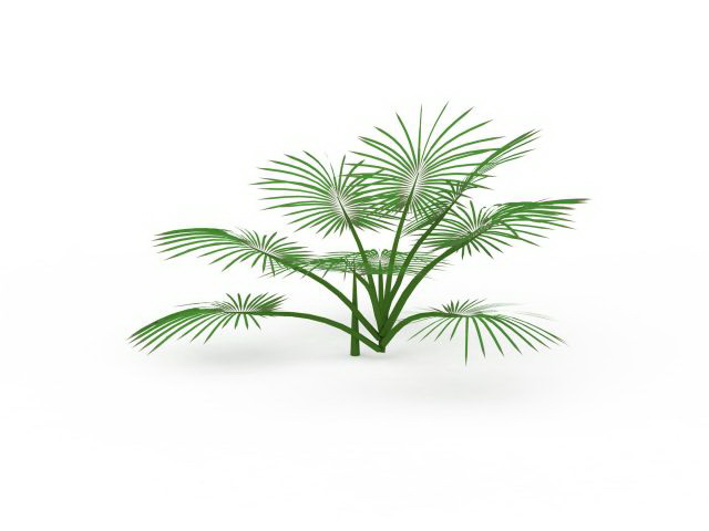 Fiji fan palm 3d rendering