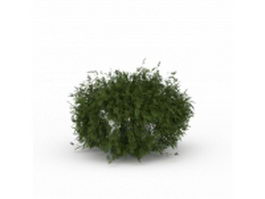 pine shrubs for landscaping 3d model preview