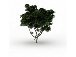 Black walnut tree 3d model preview