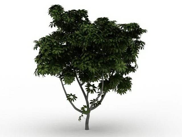 Black walnut tree 3d rendering