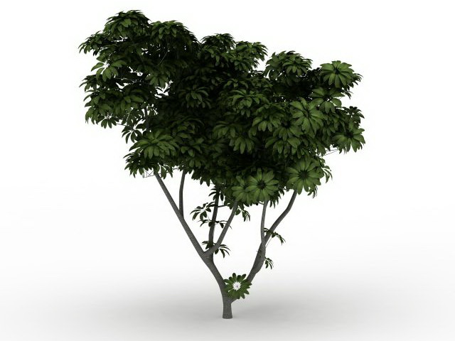 Black walnut tree 3d rendering