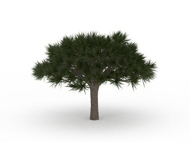 Umbrella pine tree 3d rendering
