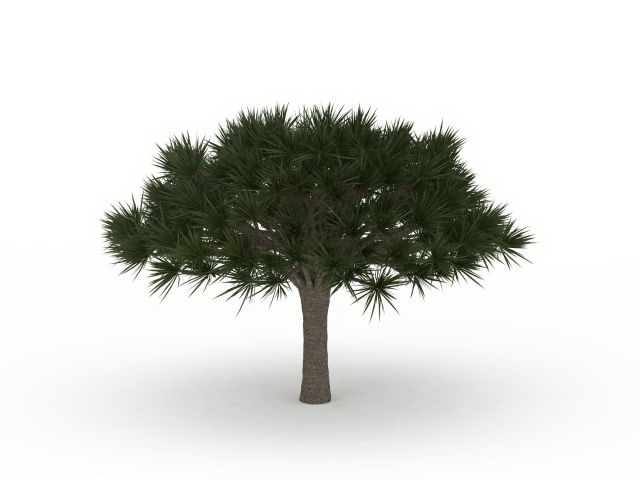 Umbrella pine tree 3d rendering
