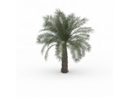 Pindo palm tree 3d model preview