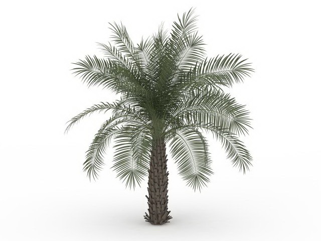 Pindo palm tree 3d rendering