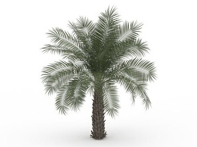 Pindo palm tree 3d rendering