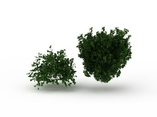 Common bushes and shrubs 3d rendering