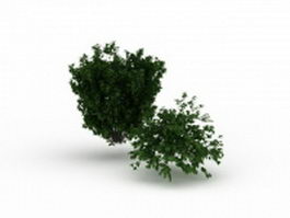 Common bushes and shrubs 3d model preview