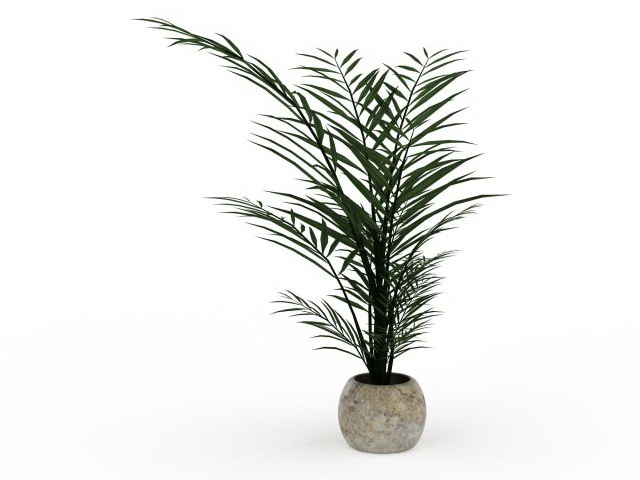 Areca palm fern plant 3d rendering