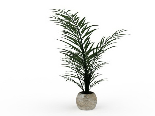 Areca palm fern plant 3d rendering