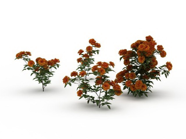Chinese roses flowers 3d rendering