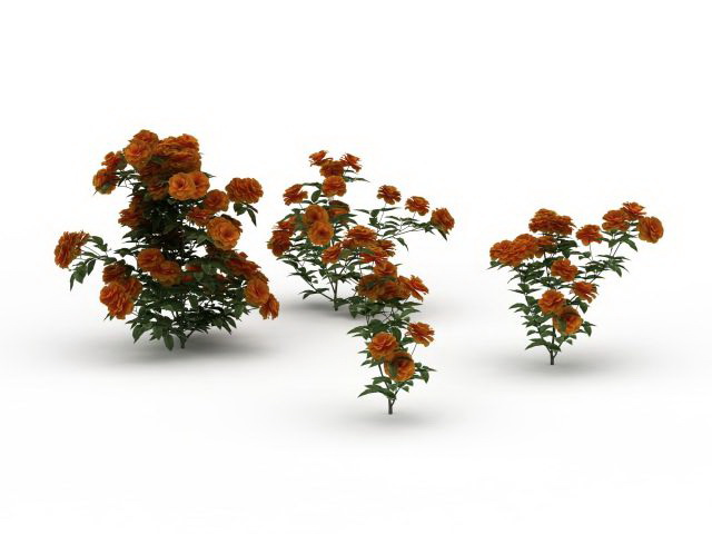 Chinese roses flowers 3d rendering