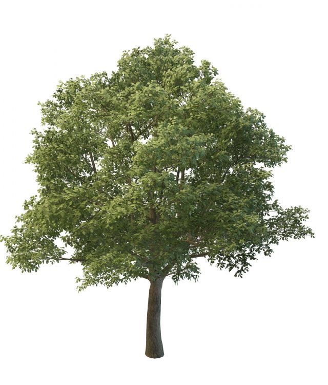 Beautiful oak tree 3d rendering