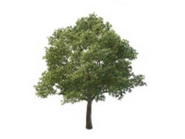 Beautiful oak tree 3d model preview