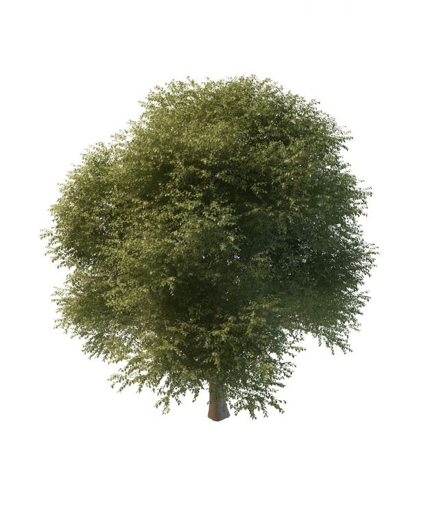 American elm tree 3d rendering