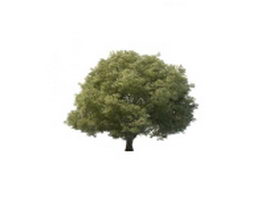 Salix tree 3d model preview