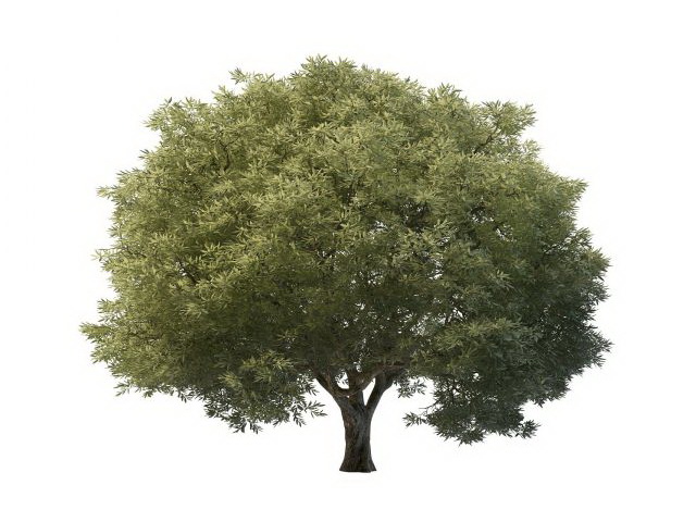 Salix tree 3d rendering