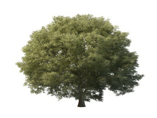 Salix tree 3d rendering