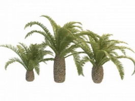 Phoenix palm trees 3d model preview